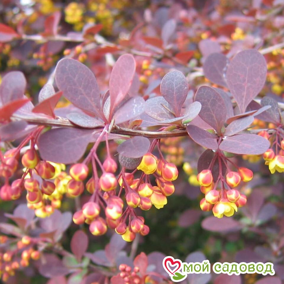 Барбарис Сильвер "Майлс"