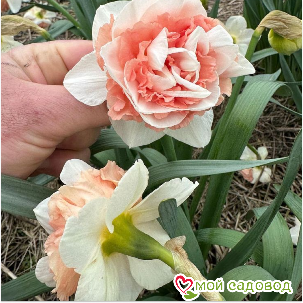 Нарцисс махровый Рози Клауд