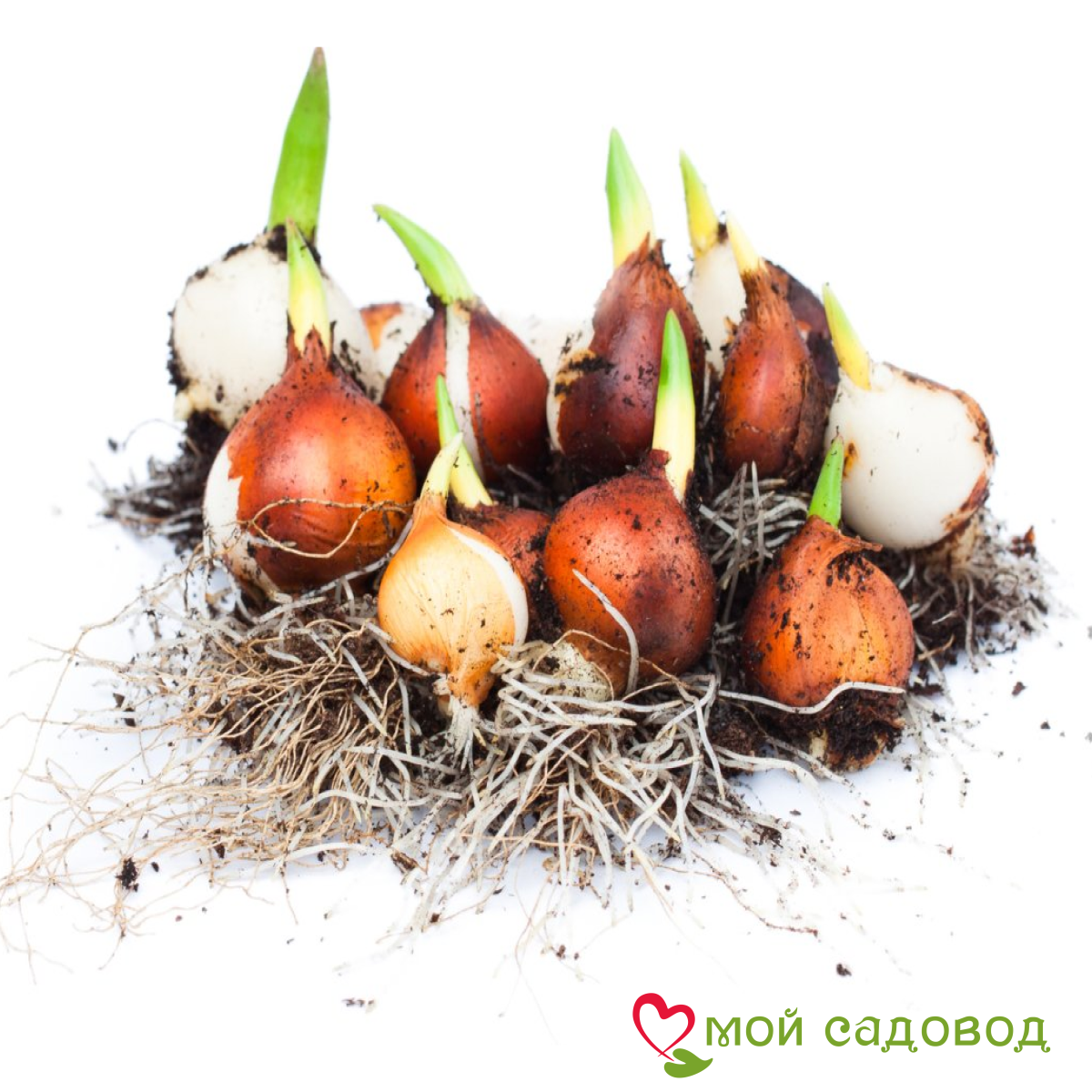 Тюльпан Фентези