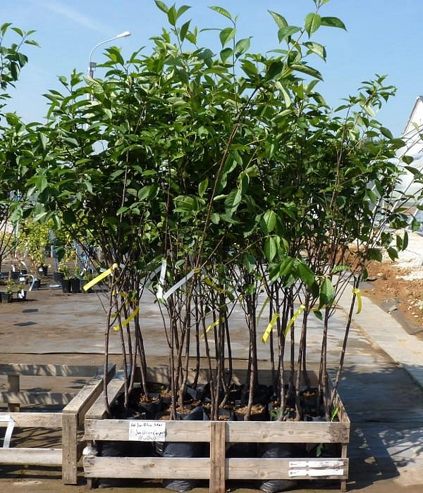 Вишня Айс Пич